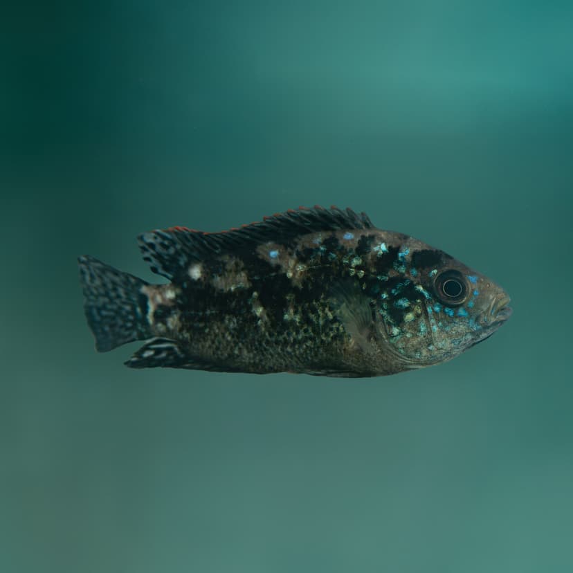 Electric Blue Jack Dempsey