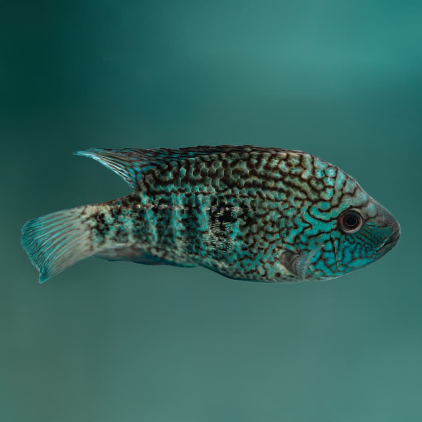 Escondido Cichlid