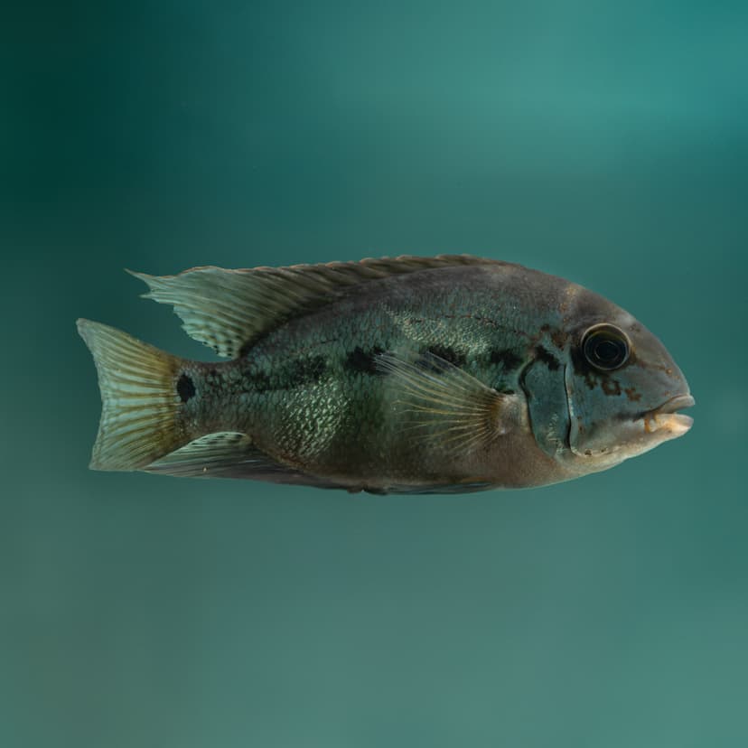 True Parrot Cichlid