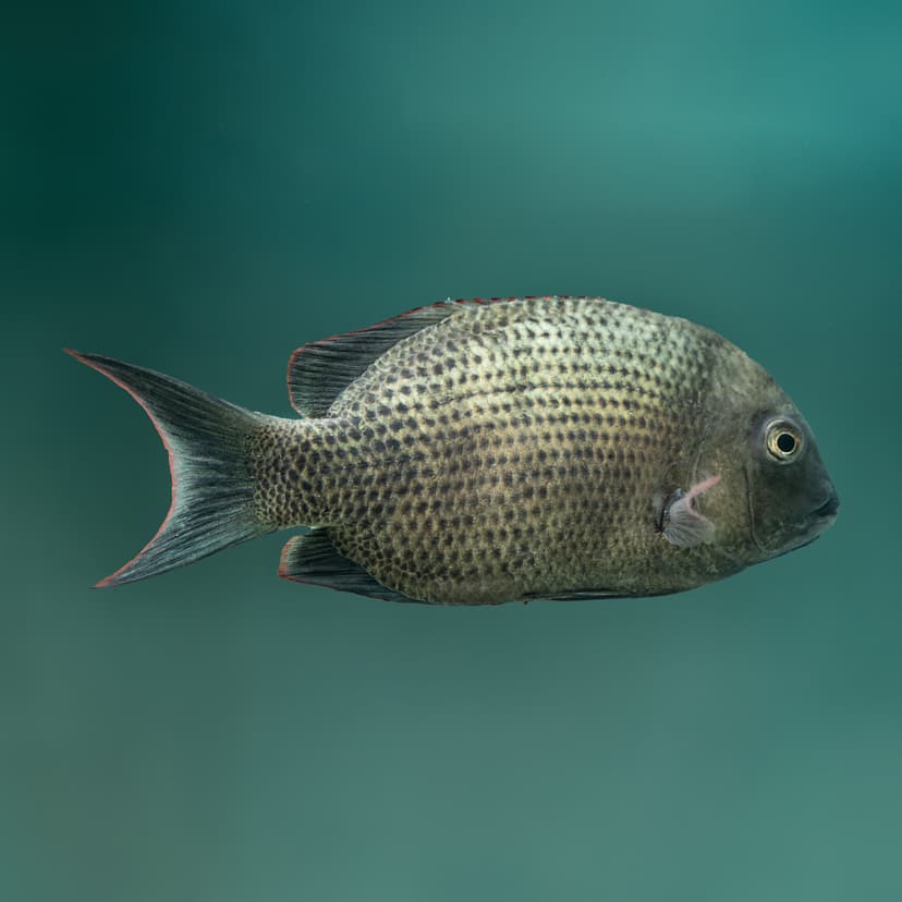 Menarambo Fish