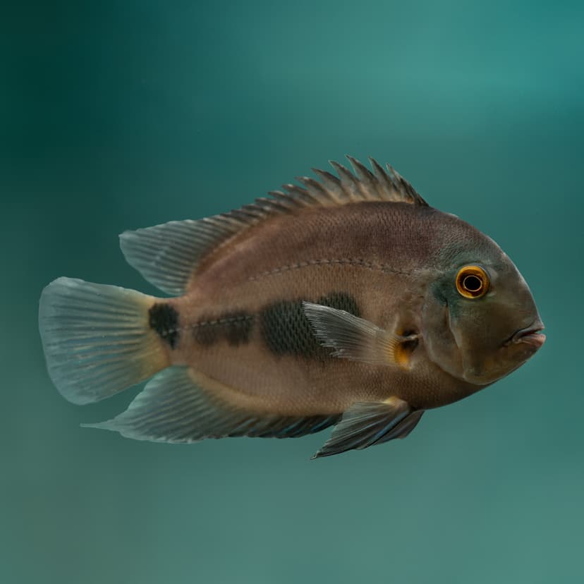 Uaru Cichlid