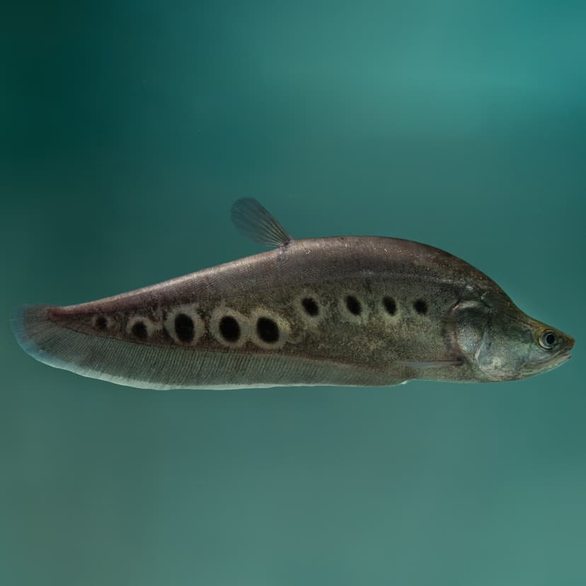 Clown Knife Fish