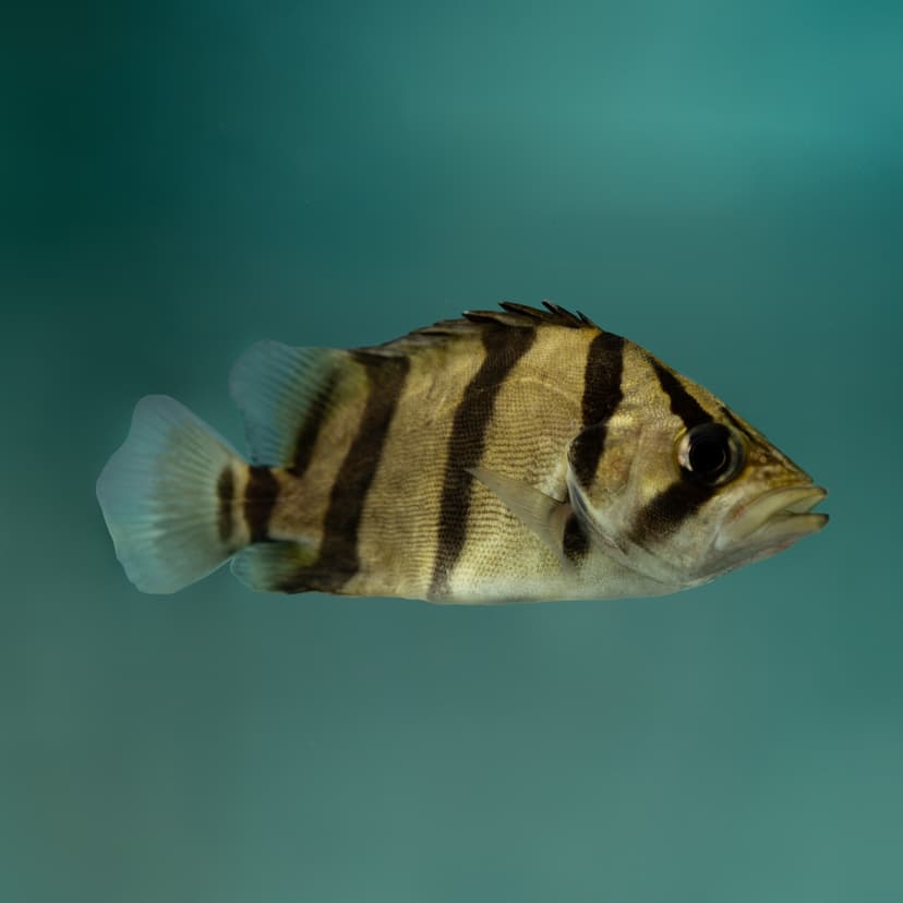 Indonesian Tiger Fish