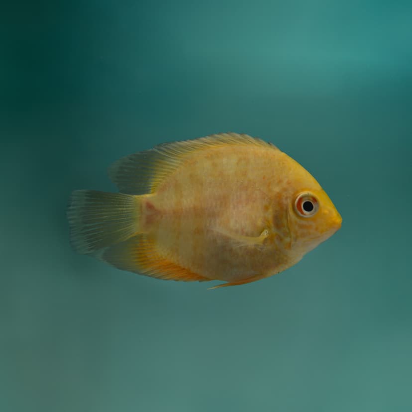 Red Spotted Severum