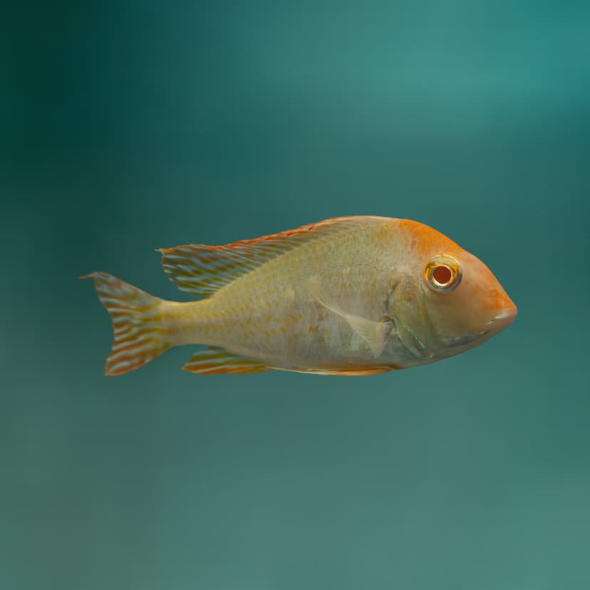 Albino Red Head Tapajos